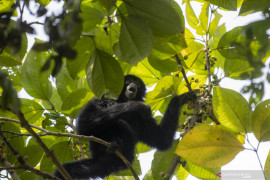 Pelepasliaran Siamang Di Kawasan Suaka Margasatwa Dangku Page 6 Small