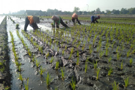 Wilmar siap perluas program kemitraan dengan petani