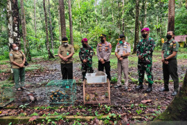BBKSDA melepas satwa endemik Papua hampir punah