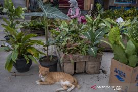 Lapak Tanaman Hias di Palu Dibuka Kembali Page 1 Small