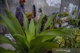 Lapak Tanaman Hias di Palu Dibuka Kembali Page 2 Small