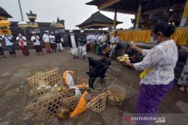 Ritual Penyucian Hewan Kurban Di Bali Page 1 Small