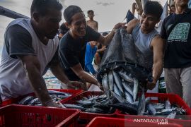 Hasil Tangkapan nelayan Donggala Melimpah Page 2 Small