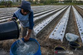 Petani Mengaku Kesulitan Dapatkan Pupuk Urea Subsidi Page 1 Small