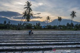 Petani Mengaku Kesulitan Dapatkan Pupuk Urea Subsidi Page 3 Small