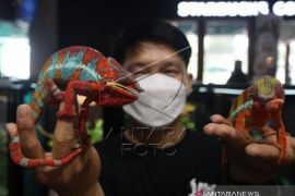 Pameran Hewan Peliharaan Lokal Dan Import Page 1 Small