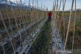 Petani Kesulitan Dapatkan Pupuk Page 3 Small