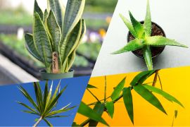 Lima tanaman pemurni udara yang cocok di ruangan redup dan mudah dirawat