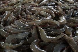 Pengamat: Program tambak udang terintegrasi harus bisa atasi limbah