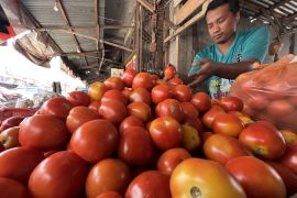 Harga Tomat Mulai Membaik Page 1 Small