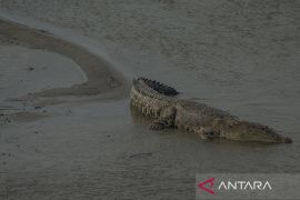 Buaya Liar di Sungai Palu Mulai Resahkan Warga Page 1 Small