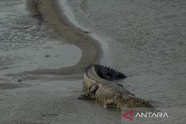 Buaya Liar di Sungai Palu Mulai Resahkan Warga Page 2 Small