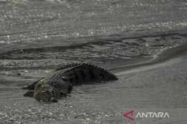 Buaya Liar di Sungai Palu Mulai Resahkan Warga Page 3 Small