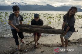 Pemeliharaan Tanaman Mangrove Page 2 Small