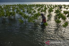 Pemeliharaan Tanaman Mangrove Page 3 Small