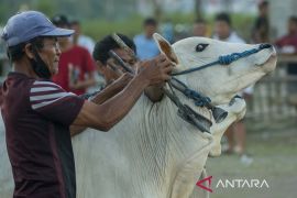 Tradisi Karapan Sapi Usai Panen di Sigi Page 2 Small