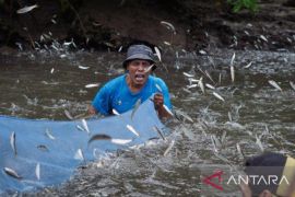 Menjaga sumber daya laut di Maluku dengan tradisi budaya sasi