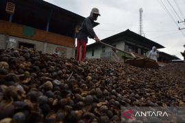 Petani keluhkan harga kopi tak stabil Page 2 Small