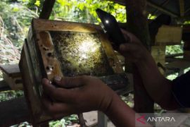 Wisata lebah madu Trigona di Hutan Kota Jakarta Page 2 Small