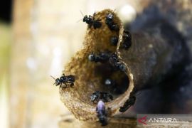 Wisata lebah madu Trigona di Hutan Kota Jakarta Page 5 Small