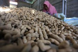 Kenaikan Harga Kacang Tanah Akibat Serangan Hama Tikus Page 1 Small