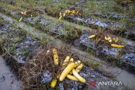 Petani Biarkan Timun Membusuk di Kebun Page 2 Small