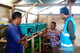 PT PLN BERI BANTUAN BUDIDAYA LOBSTER DI BAUBAU Page 2 Small