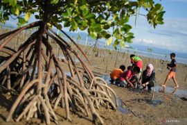 PENANAMAN MANGROVE CEGAH ABRASI Page 2 Small