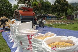 Target Swasembada Jagung di 2023 Page 2 Small