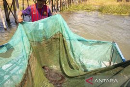 Pembibitan Ikan Sidat Endemik Danau Poso Page 2 Small