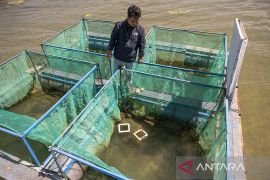 Pembibitan Ikan Sidat Endemik Danau Poso Page 3 Small