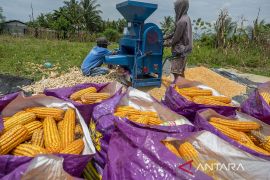 Jasa Pemipilan Jagung Keliling di Sigi Page 3 Small