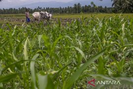 Pemberdayaan Penyintas Bencana dengan Tanaman Jagung Page 2 Small