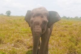 Warga Lampung Timur yang diamuk gajah liar Way Kambas akhirnya meninggal dunia