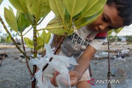 Pemeliharaan Tanaman mangrove Page 3 Small