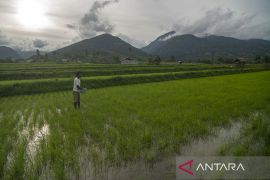 Petani Kesulitan Dapatkan Pupuk Bersubsidi Page 1 Small