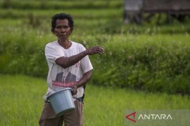 Petani Kesulitan Dapatkan Pupuk Bersubsidi Page 3 Small