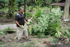 Gajah Sumatera masuk dan rusak kebun warga Pekanbaru Page 1 Small