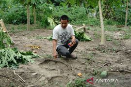 Gajah Sumatera masuk dan rusak kebun warga Pekanbaru Page 4 Small