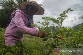 Pasokan Cabai Rawit ke Pasar Kembali Normal Page 2 Small