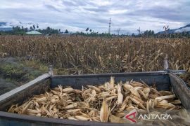 Pemanfaatan Kulit Jagung Untuk Pakan Ternak Page 1 Small