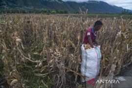 Pemanfaatan Kulit Jagung Untuk Pakan Ternak Page 2 Small