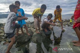 Memancing Belut Laut di Pantai Teluk Palu Page 3 Small