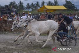 Karapan Sapi Tradisional di SIgi Page 2 Small