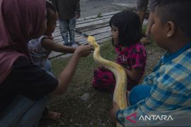 Pameran Reptil Peliharaan di Palu Page 3 Small