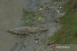 Buaya Liar Resahkan Warga di Bantaran Sungai Palu Page 1 Small