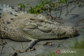 Buaya Liar Resahkan Warga di Bantaran Sungai Palu Page 2 Small