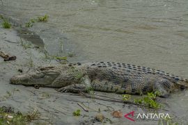 Buaya Liar Resahkan Warga di Bantaran Sungai Palu Page 3 Small