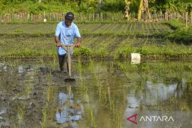 Petani Padi Binaan PT Vale di Morowali Beralih ke Sistem Pengolahan Organik Page 2 Small