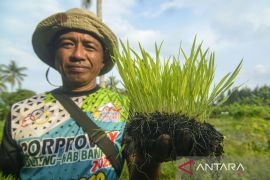 Petani Padi Binaan PT Vale di Morowali Beralih ke Sistem Pengolahan Organik Page 3 Small